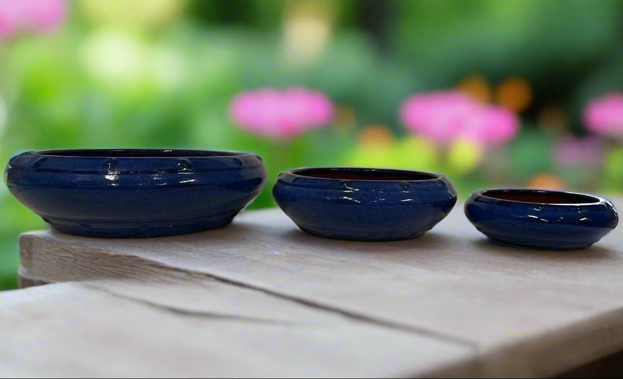 Bonsai