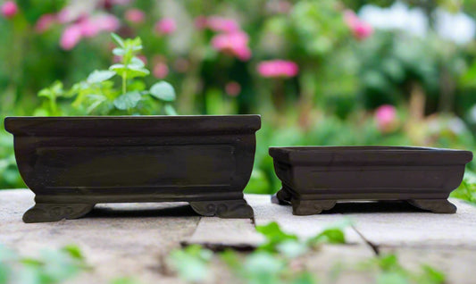 Bonsai
