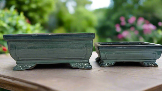 Bonsai